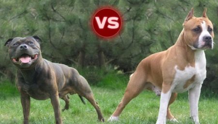 Pit bull og Staffordshire terrier: de viktigste forskjellene