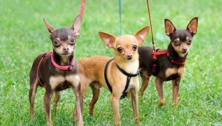 Pros and cons of toy terrier breed