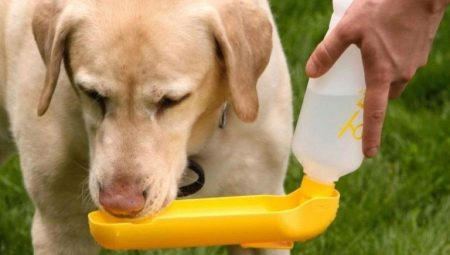Begudes per a gossos: varietats i consells per triar