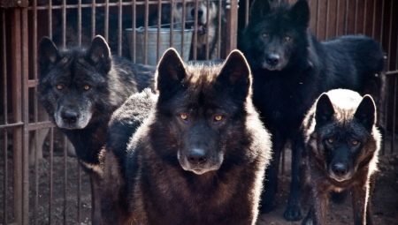 Cruce de perros y lobos: características y tipos.