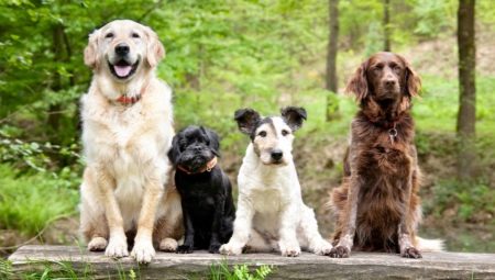 Razas de perros: descripción y selección