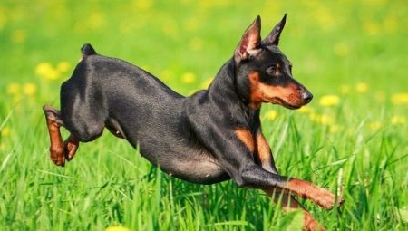 Rassen van honden met een langwerpige snuit
