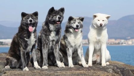 Races de gossos japonesos