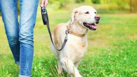 Dog Leash Roulette: com triar i utilitzar?