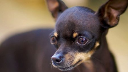 Terms of care and maintenance of a toy terrier
