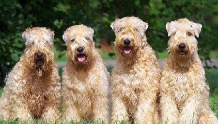 Wheaten Terrier: descripció i contingut de la raça