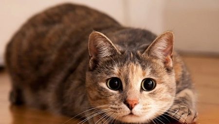 Psychology of cats: useful information about behavior