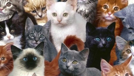 Různé plemena koček