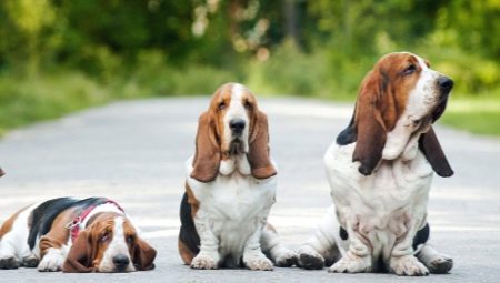 O varietate de rase de câini cu urechi lungi