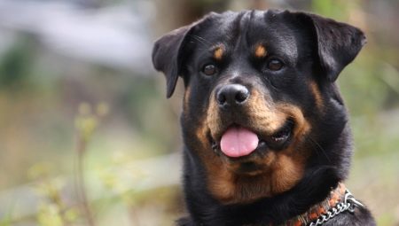 Rottweiler: לגדל מאפיינים וכללי התוכן