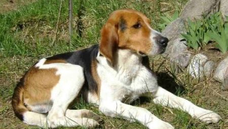 Cão de caça russo: descrição e regras de manutenção