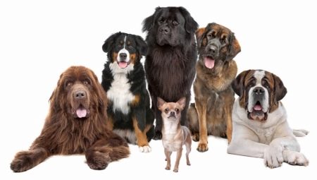 Nejsilnější psi na světě: recenze a rady při výběru