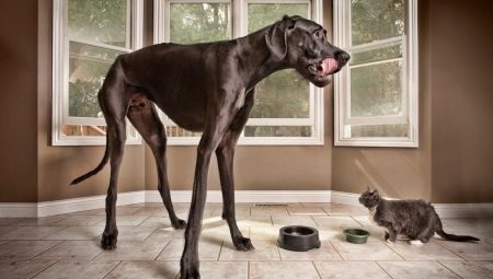 Los perros mas altos del mundo.