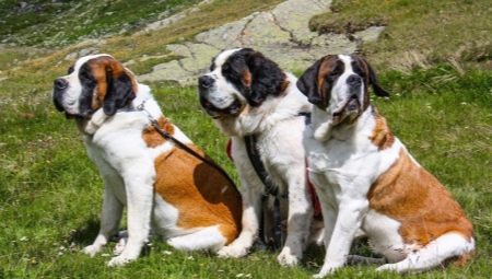 St. Bernard: description, features of character and content