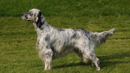 Setter: breeds, colors and content