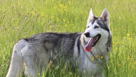 Noordelijke Inuit-hond: hoe te kijken en hoe voor haar te zorgen?