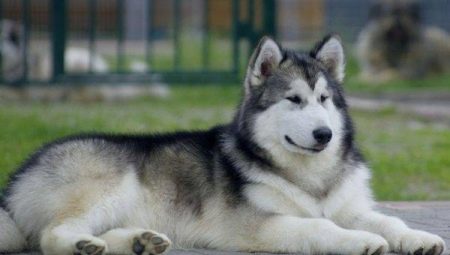 Észak kutyák: fajta felülvizsgálat és tartalmi irányelvek