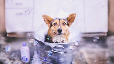 Syampu Dog: Varieti dan Ciri