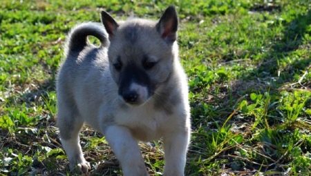 Filhotes Husky em 1-2 meses: características, alimentação, passeios e treinamento