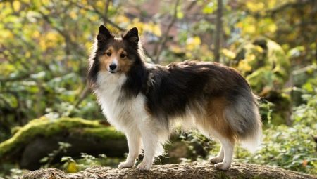 Sheltie: description of dogs, color variations and features of the content