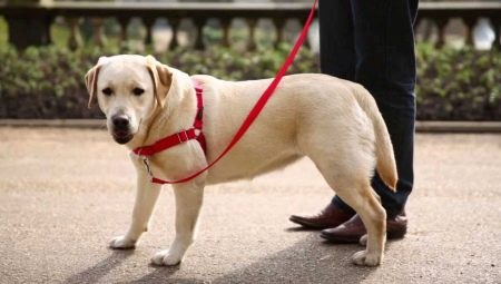Harnassen voor honden: een beschrijving van de soort, hoe de grootte te kiezen en de hond te trainen?