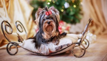 How many years have lived Yorkshire terriers and what does it depend on?