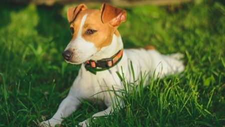 How long do jack russell terriers live and what does it depend on?