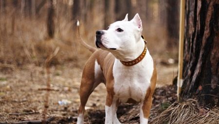 How long do the Staffordshire terriers live and what does it depend on?