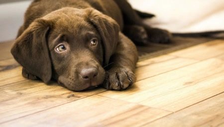 Dog whines: wat zijn de redenen en wat te doen?