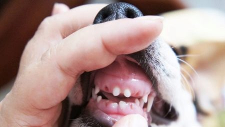 Mudando os dentes de leite em cães: faixa etária e possíveis problemas