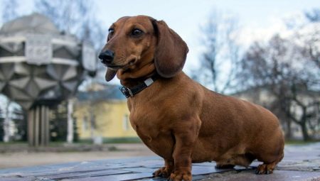 Rövid lábú kutyák: a gondozás fajtái és árnyalatai