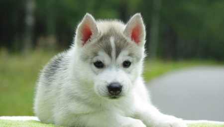 Lista de apelidos bonitos e engraçados para huskies