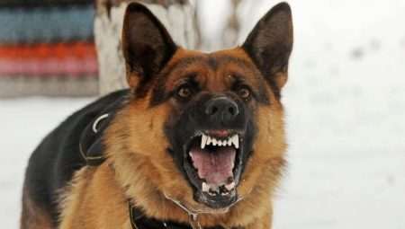 List of the most dangerous breeds of dogs