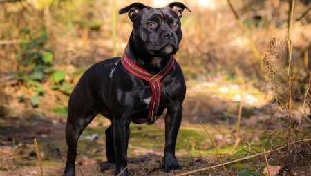Staffordshire Bull Terrier: breed description, care details