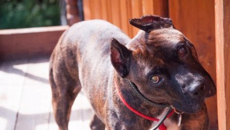 Terrier de color terrier de Staffordshire: ¿cómo se ve y cómo se contiene?