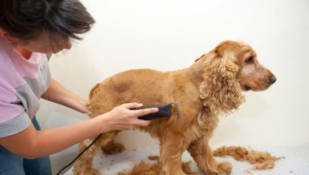 Cocker spániel hajvágás: típusok és eljárások