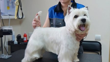 Haircut West Highlandin valkoinen terrieri: vaatimukset ja tyypit