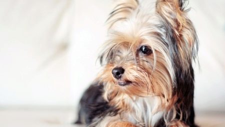 Haircutjes van Yorkshire Terrier: types en selectieregels