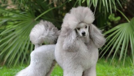 Poodle haircuts: types, tools and rules