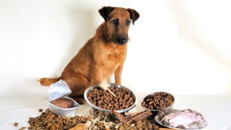 Nourriture sèche premium pour chiens