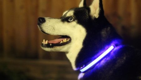 Glowing dog halsbanden