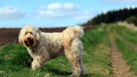 Tibetan Terrier: description of the breed and the secrets of keeping dogs