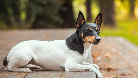 Toy Fox Terrier: description and tips for care