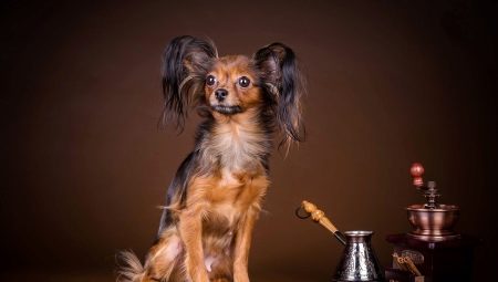 Toy Terrier: breed description, education and training, content