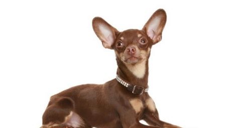 Las orejas de un terrier de juguete: ambientación y cuidado.