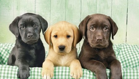 Variations of color Labradors