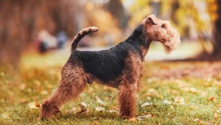 Welch Terrier: opis, treść i szkolenie