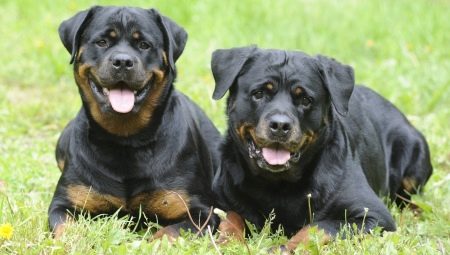 Pes i alçada de Rottweiler: paràmetres bàsics de la raça