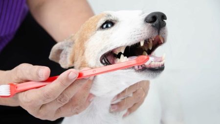 Tipos e recomendações para escolher uma escova de dentes para cães