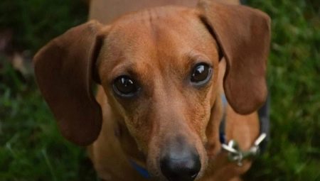 Кучешки уши: преглед на популярните породи и нюанси на съдържанието